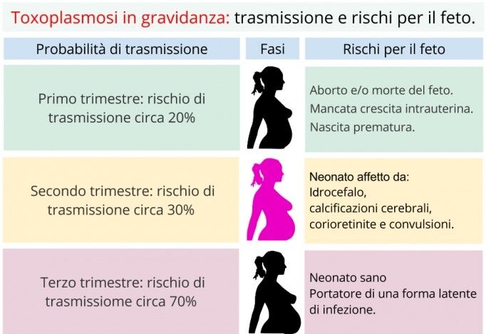 I rischi della toxoplasmosi in gravidanza per il feto