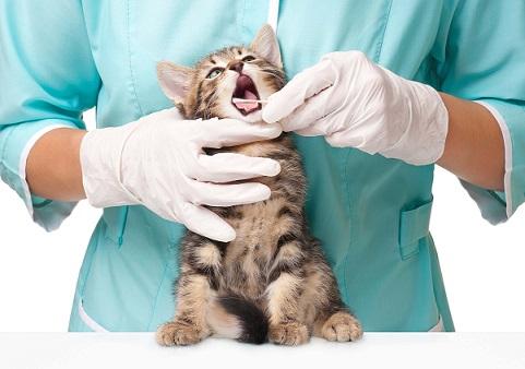 Diventare un Naturopata Veterinario